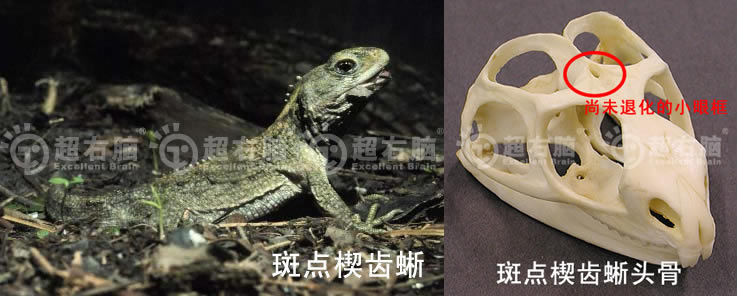 新西兰斑点楔齿蜥